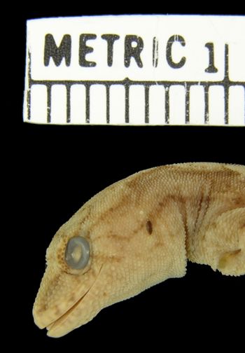Media type: image;   Herpetology R-21923